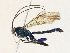  ( - CBG-A30024-C01)  @11 [ ] CreativeCommons - Attribution Share - Alike (2024) CBG Photography Group Centre for Biodiversity Genomics