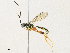  (Carinodes Malaise2187 - CBG-A30062-G07)  @11 [ ] CreativeCommons - Attribution Share - Alike (2024) CBG Photography Group Centre for Biodiversity Genomics
