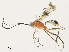  ( - CBG-A30064-G06)  @11 [ ] CreativeCommons - Attribution Share - Alike (2024) CBG Photography Group Centre for Biodiversity Genomics