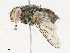  (Billaea Janzen4243 - CBG-A30127-D01)  @11 [ ] CreativeCommons - Attribution Share - Alike (2024) CBG Photography Group Centre for Biodiversity Genomics