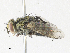  (Calolydella fredriksjobergi - CBG-A30128-E07)  @11 [ ] CreativeCommons - Attribution Share - Alike (2024) CBG Photography Group Centre for Biodiversity Genomics
