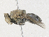  (Lixophaga Malaise7535 - CBG-A30128-G03)  @11 [ ] CreativeCommons - Attribution Share - Alike (2024) CBG Photography Group Centre for Biodiversity Genomics