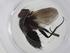  (Lixophaga Malaise5260 - CBG-A30569-A01)  @11 [ ] CreativeCommons - Attribution Share - Alike (2024) Centre for Biodiversity Genomics Centre for Biodiversity Genomics
