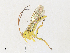  (Xanthopimpla auritaDHJ01 - CBG-A30946-B04)  @11 [ ] CreativeCommons - Attribution Share - Alike (2024) CBG Photography Group Centre for Biodiversity Genomics