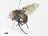  ( - CBG-A30946-C07)  @11 [ ] CreativeCommons - Attribution Share - Alike (2024) CBG Photography Group Centre for Biodiversity Genomics