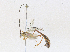  (Enicospilus burgosiDHJ01 - CBG-A30946-F02)  @11 [ ] CreativeCommons - Attribution Share - Alike (2024) CBG Photography Group Centre for Biodiversity Genomics