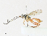  (ichneuMalaise01 Malaise0526 - CBG-A30946-F09)  @11 [ ] CreativeCommons - Attribution Share - Alike (2024) CBG Photography Group Centre for Biodiversity Genomics