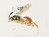  ( - CBG-A30947-G07)  @11 [ ] CreativeCommons - Attribution Share - Alike (2024) CBG Photography Group Centre for Biodiversity Genomics