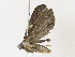  ( - CBG-A30948-A08)  @11 [ ] CreativeCommons - Attribution Share - Alike (2024) CBG Photography Group Centre for Biodiversity Genomics