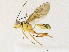  (Coelichneumon Malaise4167 - CBG-A30948-E05)  @11 [ ] CreativeCommons - Attribution Share - Alike (2024) CBG Photography Group Centre for Biodiversity Genomics