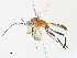  ( - CBG-A30948-G11)  @11 [ ] CreativeCommons - Attribution Share - Alike (2024) CBG Photography Group Centre for Biodiversity Genomics