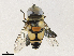  ( - CBG-A30955-F05)  @11 [ ] CreativeCommons - Attribution Share - Alike (2024) CBG Photography Group Centre for Biodiversity Genomics