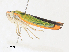  ( - CBG-A30993-F11)  @11 [ ] CreativeCommons - Attribution Share - Alike (2024) CBG Photography Group Centre for Biodiversity Genomics