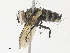  (Lixophaga Malaise7346 - CBG-A30994-F08)  @11 [ ] CreativeCommons - Attribution Share - Alike (2024) CBG Photography Group Centre for Biodiversity Genomics