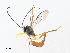  ( - CBG-A30995-C11)  @11 [ ] CreativeCommons - Attribution Share - Alike (2024) CBG Photography Group Centre for Biodiversity Genomics