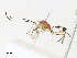  ( - CBG-A30995-F09)  @11 [ ] CreativeCommons - Attribution Share - Alike (2024) CBG Photography Group Centre for Biodiversity Genomics