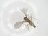  (Lixophaga Janzen7890 - CBG-A31544-B05)  @11 [ ] CreativeCommons - Attribution Share - Alike (2024) Centre for Biodiversity Genomics Centre for Biodiversity Genomics