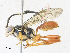  ( - CBG-A31758-C12)  @11 [ ] CreativeCommons - Attribution Share - Alike (2024) CBG Photography Group Centre for Biodiversity Genomics