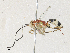  (cryptJanzen01 Malaise6363 - CBG-A31759-E04)  @11 [ ] CreativeCommons - Attribution Share - Alike (2024) CBG Photography Group Centre for Biodiversity Genomics