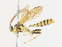  ( - CBG-A31759-G01)  @11 [ ] CreativeCommons - Attribution Share - Alike (2024) CBG Photography Group Centre for Biodiversity Genomics
