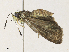  ( - CBG-A31759-G06)  @11 [ ] CreativeCommons - Attribution Share - Alike (2024) CBG Photography Group Centre for Biodiversity Genomics