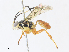  ( - CBG-A31760-D12)  @11 [ ] CreativeCommons - Attribution Share - Alike (2024) CBG Photography Group Centre for Biodiversity Genomics
