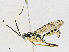  ( - CBG-A31760-F02)  @11 [ ] CreativeCommons - Attribution Share - Alike (2024) CBG Photography Group Centre for Biodiversity Genomics