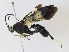  (Charmedia - CBG-A31760-F06)  @11 [ ] CreativeCommons - Attribution Share - Alike (2024) CBG Photography Group Centre for Biodiversity Genomics