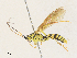  ( - CBG-A31761-C02)  @11 [ ] CreativeCommons - Attribution Share - Alike (2024) CBG Photography Group Centre for Biodiversity Genomics