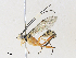  ( - CBG-A31761-F06)  @11 [ ] CreativeCommons - Attribution Share - Alike (2024) CBG Photography Group Centre for Biodiversity Genomics