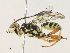  ( - CBG-A31761-G05)  @11 [ ] CreativeCommons - Attribution Share - Alike (2024) CBG Photography Group Centre for Biodiversity Genomics