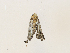  ( - CBG-A31761-G06)  @11 [ ] CreativeCommons - Attribution Share - Alike (2024) CBG Photography Group Centre for Biodiversity Genomics