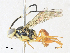  ( - CBG-A31762-C11)  @11 [ ] CreativeCommons - Attribution Share - Alike (2024) CBG Photography Group Centre for Biodiversity Genomics