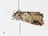  ( - CBG-A31762-G11)  @11 [ ] CreativeCommons - Attribution Share - Alike (2024) CBG Photography Group Centre for Biodiversity Genomics