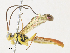  ( - CBG-A31763-G08)  @11 [ ] CreativeCommons - Attribution Share - Alike (2024) CBG Photography Group Centre for Biodiversity Genomics