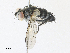 ( - CBG-A31774-G11)  @11 [ ] CreativeCommons - Attribution Share - Alike (2024) CBG Photography Group Centre for Biodiversity Genomics