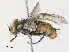  (Billaea Janzen7585 - CBG-A31829-C04)  @11 [ ] CreativeCommons - Attribution Share - Alike (2024) CBG Photography Group Centre for Biodiversity Genomics