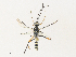  ( - CBG-A31829-D06)  @11 [ ] CreativeCommons - Attribution Share - Alike (2024) CBG Photography Group Centre for Biodiversity Genomics
