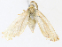  ( - CBG-A31829-E11)  @11 [ ] CreativeCommons - Attribution Share - Alike (2024) CBG Photography Group Centre for Biodiversity Genomics