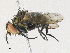  ( - CBG-A31829-F02)  @11 [ ] CreativeCommons - Attribution Share - Alike (2024) CBG Photography Group Centre for Biodiversity Genomics
