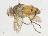  ( - CBG-A31830-D05)  @11 [ ] CreativeCommons - Attribution Share - Alike (2024) CBG Photography Group Centre for Biodiversity Genomics