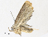  ( - CBG-A31830-F10)  @11 [ ] CreativeCommons - Attribution Share - Alike (2024) CBG Photography Group Centre for Biodiversity Genomics
