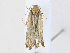  ( - CBG-A31830-G04)  @11 [ ] CreativeCommons - Attribution Share - Alike (2024) CBG Photography Group Centre for Biodiversity Genomics