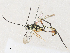  ( - CBG-A31831-B04)  @11 [ ] CreativeCommons - Attribution Share - Alike (2024) CBG Photography Group Centre for Biodiversity Genomics