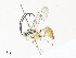  ( - CBG-A31832-C12)  @11 [ ] CreativeCommons - Attribution Share - Alike (2024) CBG Photography Group Centre for Biodiversity Genomics