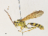  ( - CBG-A31833-D04)  @11 [ ] CreativeCommons - Attribution Share - Alike (2024) CBG Photography Group Centre for Biodiversity Genomics