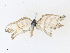  ( - CBG-A31833-E10)  @11 [ ] CreativeCommons - Attribution Share - Alike (2024) CBG Photography Group Centre for Biodiversity Genomics