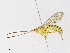  ( - CBG-A31833-F06)  @11 [ ] CreativeCommons - Attribution Share - Alike (2024) CBG Photography Group Centre for Biodiversity Genomics