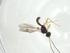  (Heterospilus Malaise2095 - CBG-A32095-H07)  @11 [ ] CreativeCommons - Attribution Share - Alike (2024) Centre for Biodiversity Genomics Centre for Biodiversity Genomics