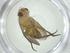  (Ceromya Janzen6615 - CBG-A32125-H11)  @11 [ ] CreativeCommons - Attribution Share - Alike (2024) Centre for Biodiversity Genomics Centre for Biodiversity Genomics